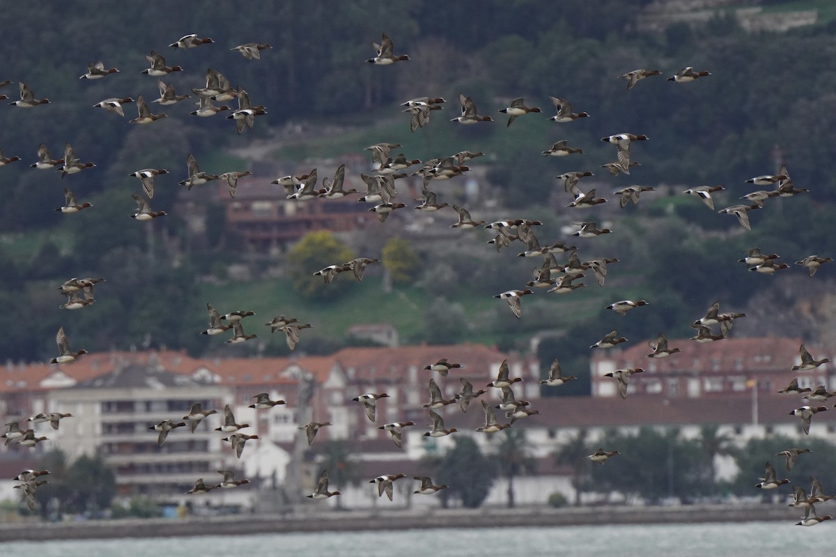 Eurasian Wigeon - ML644452394