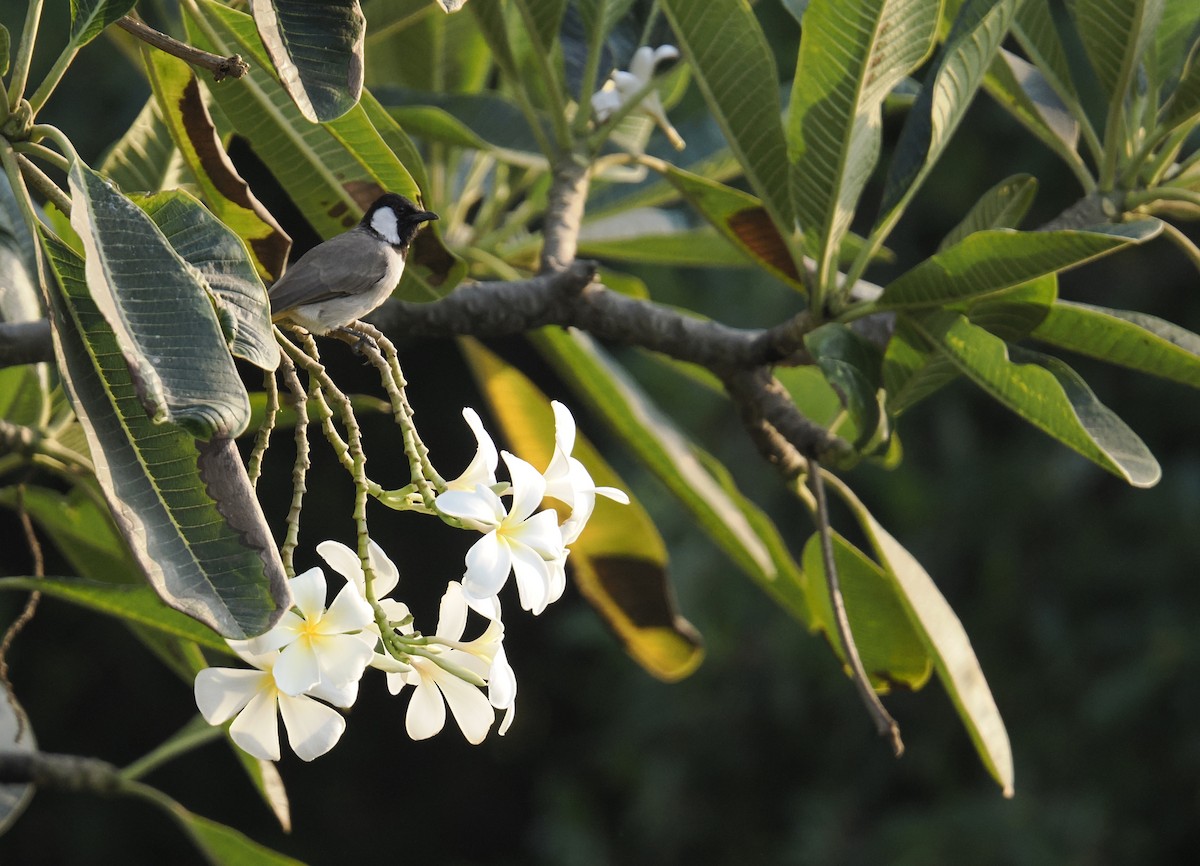 White-eared Bulbul - ML644452399
