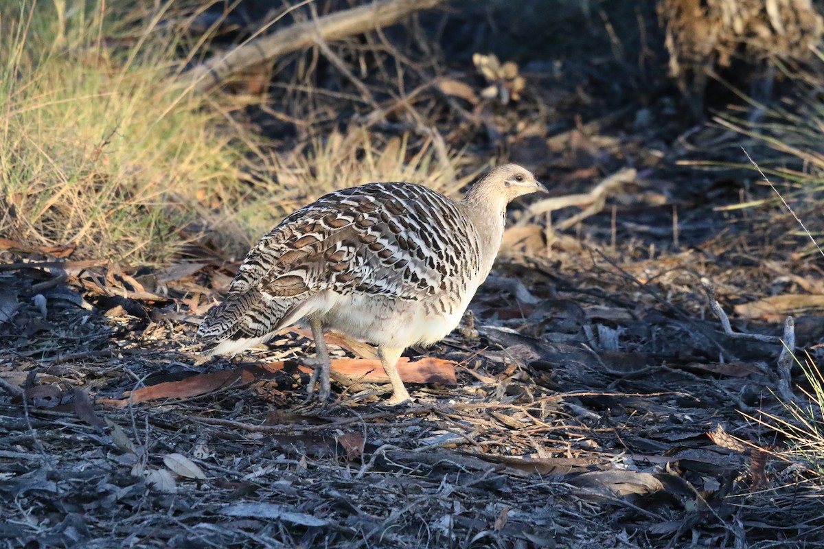 Malleefowl - ML644452401