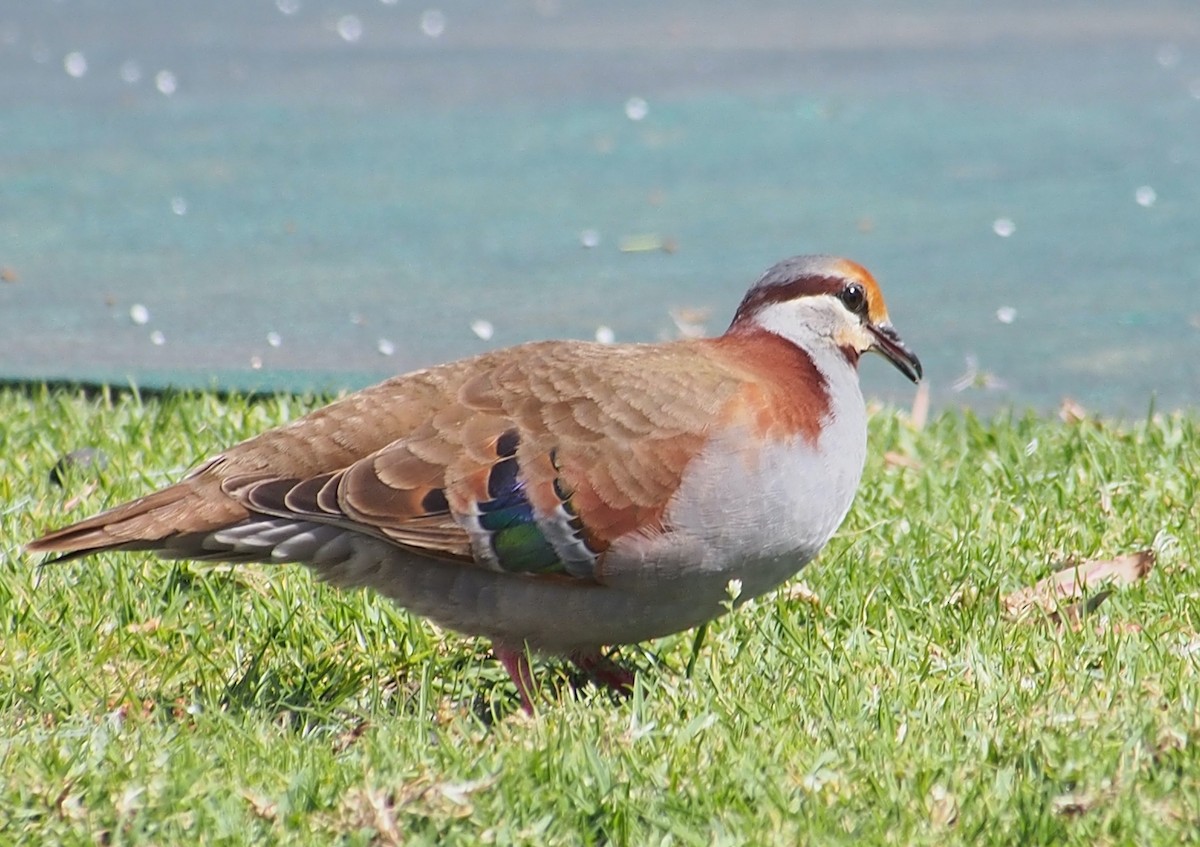 holub pestrokřídlý - ML644452402