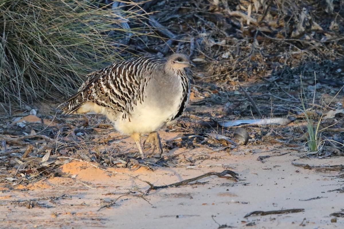 Malleefowl - ML644452403