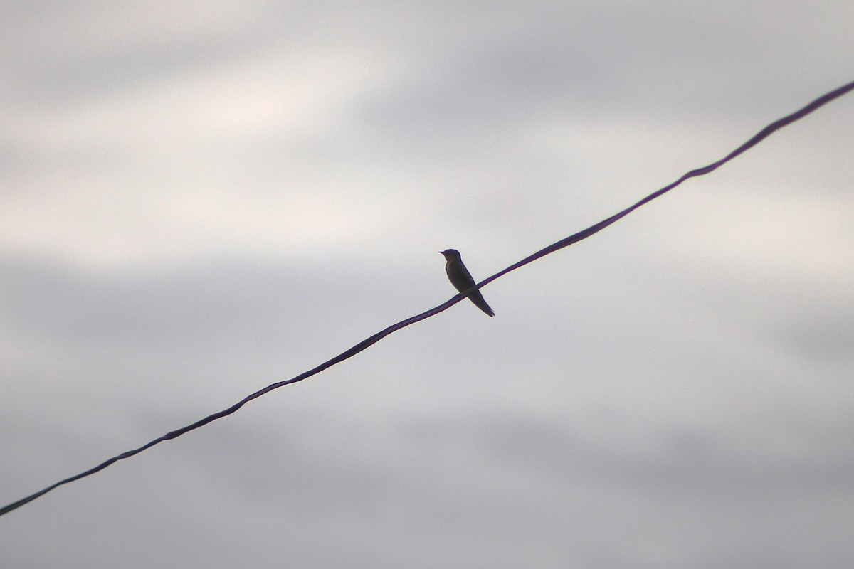 洋燕 - ML644452405