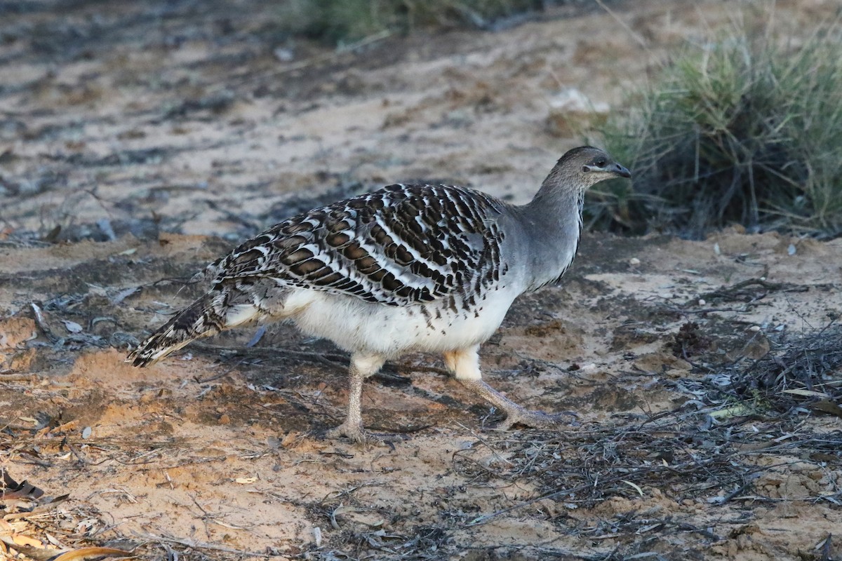 Malleefowl - ML644452406