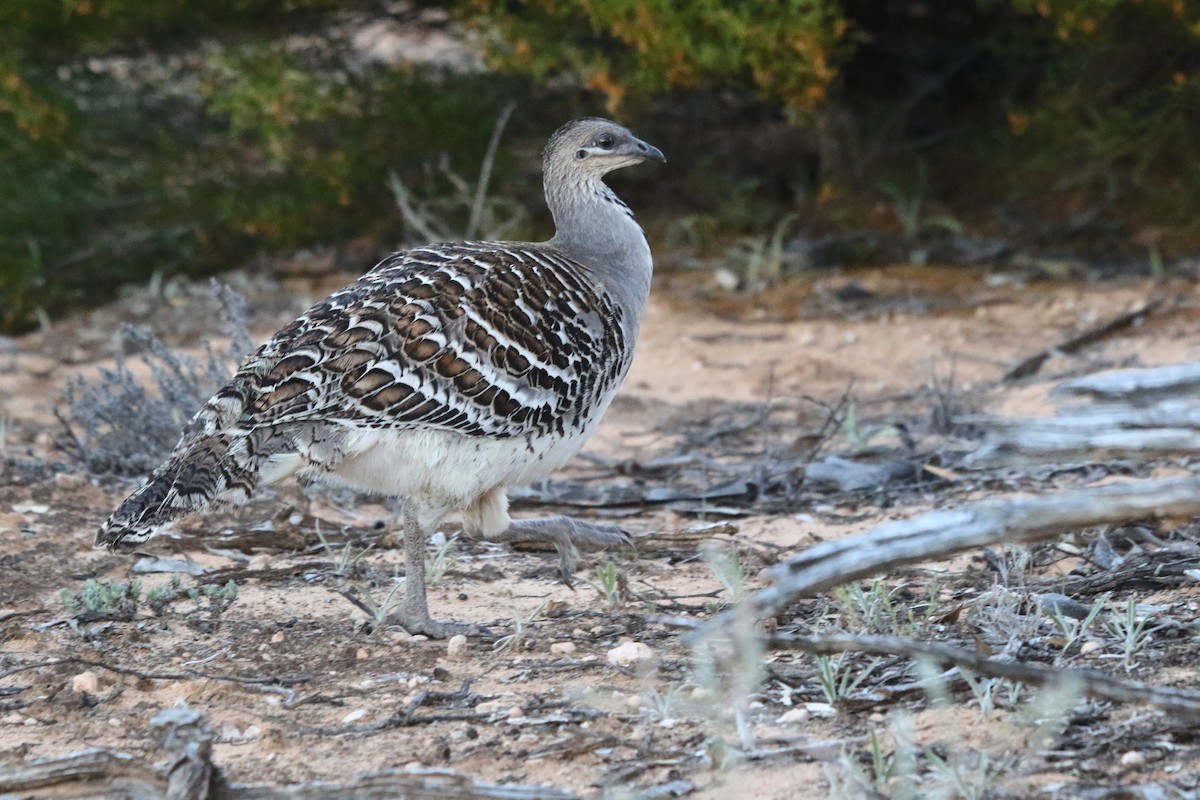 Malleefowl - ML644452410