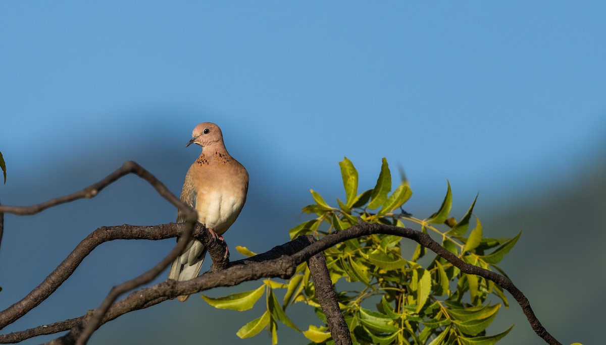 Малая горлица - ML644452422