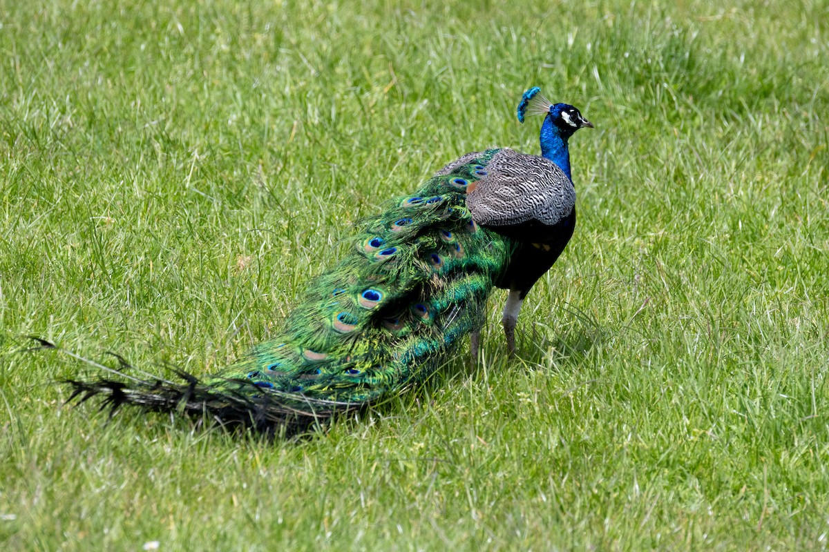Indian Peafowl - ML644452426