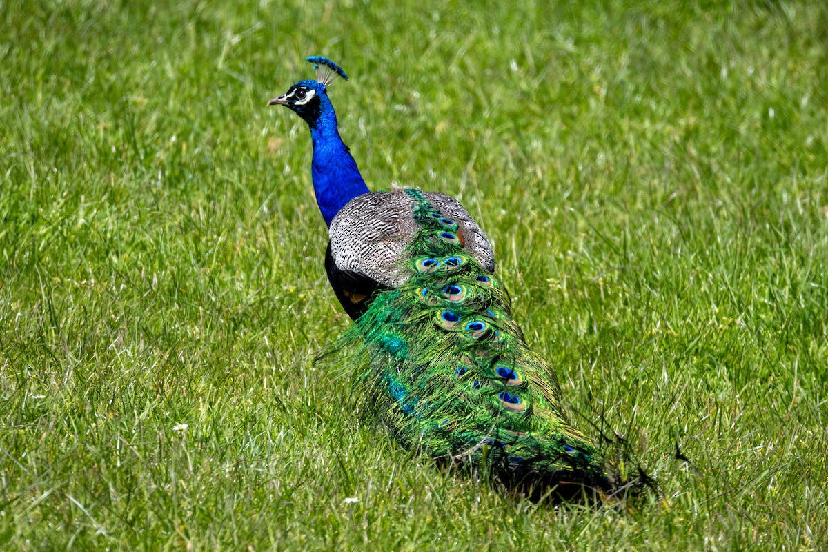 Indian Peafowl - ML644452427
