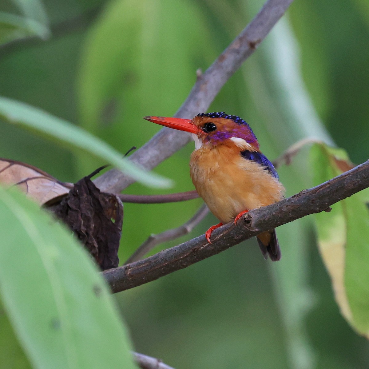 ヒメショウビン - ML644452432