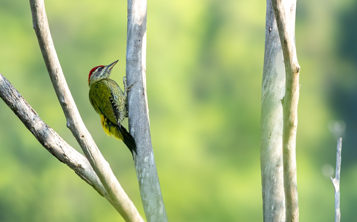 Streak-throated Woodpecker - ML644452436