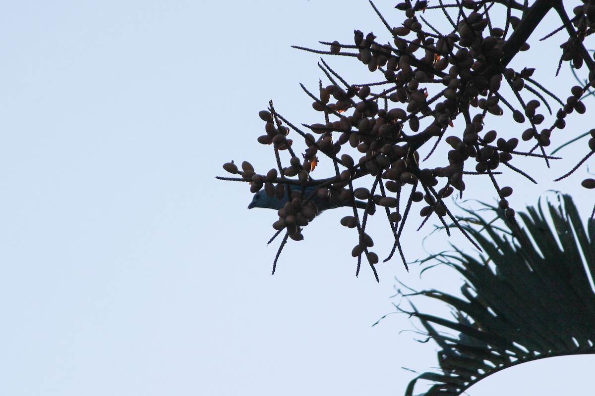 Blue-gray Tanager - ML644452437