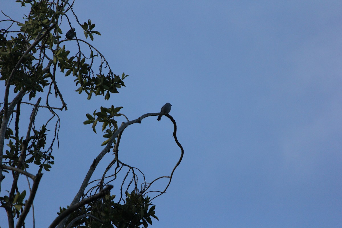 Blue-gray Tanager - ML644452438