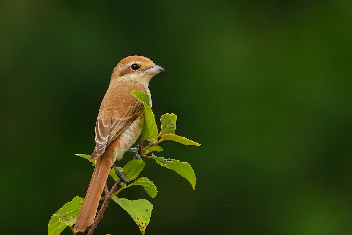 Brown Shrike - ML644452443