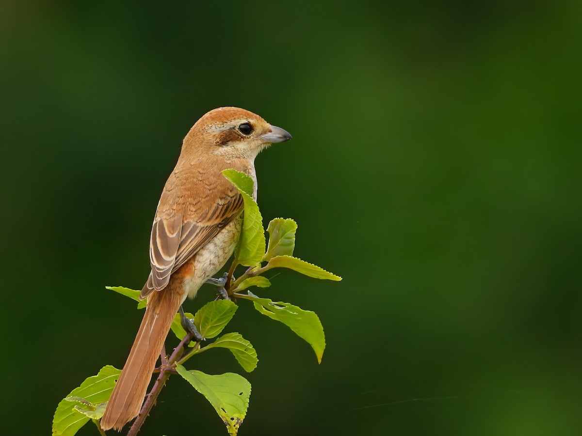 Brown Shrike - ML644452444
