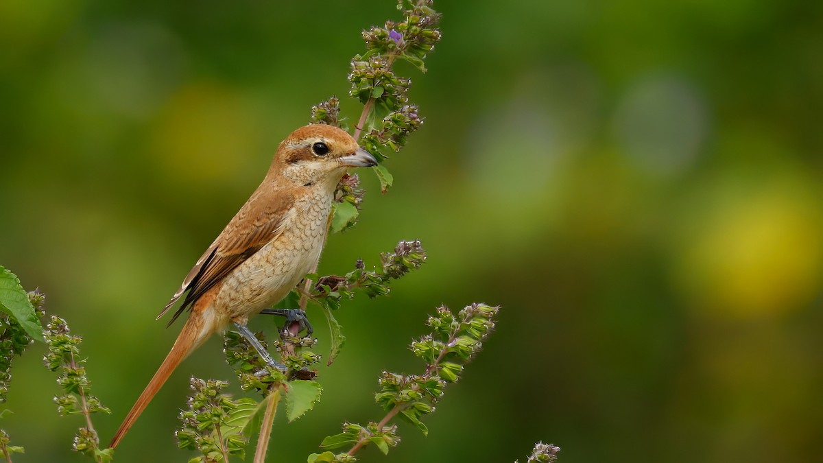 Brown Shrike - ML644452445