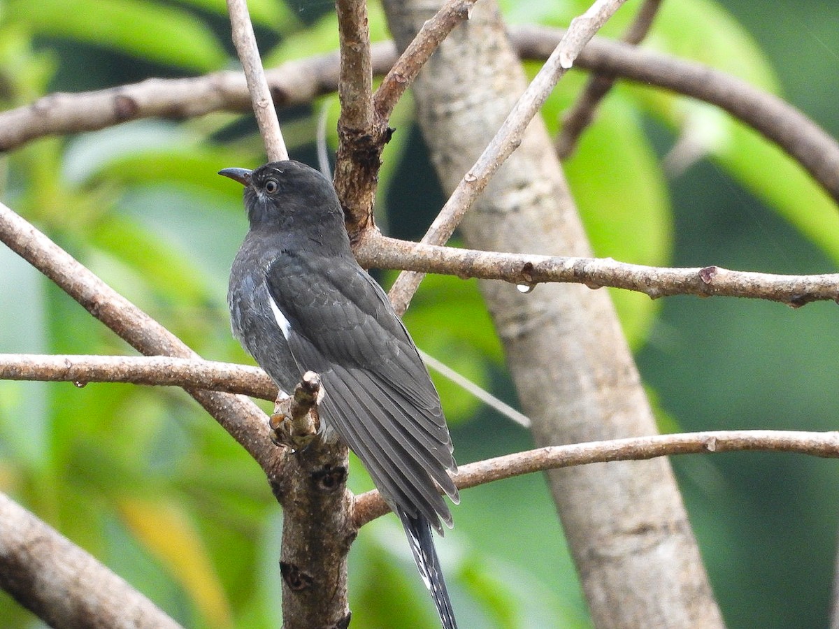 Кукавка мала - ML644452447