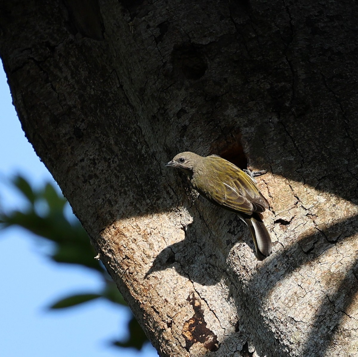 Lesser Honeyguide - ML644452448