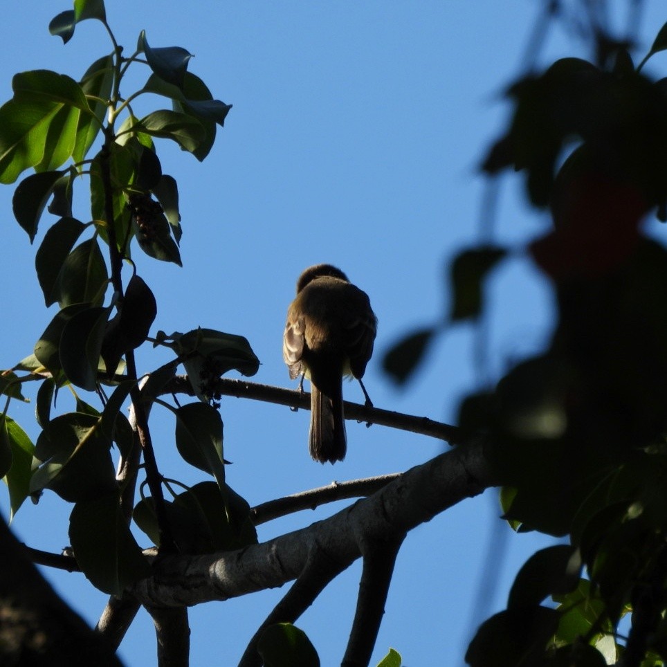 Willow Flycatcher - ML644452449