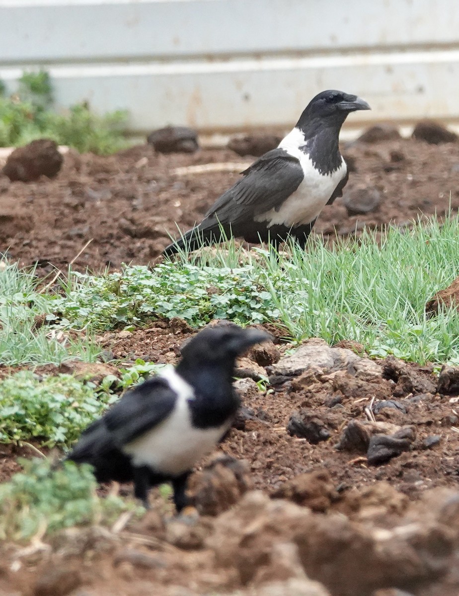 vrána černobílá - ML644452452