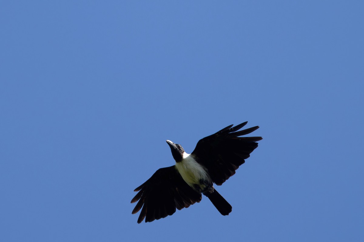 Piping Crow - ML644452453