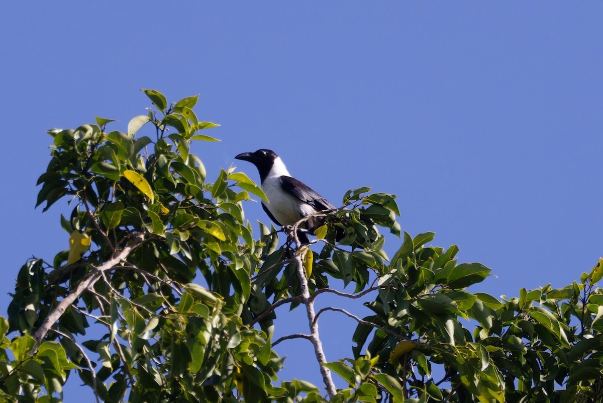 Piping Crow - ML644452456