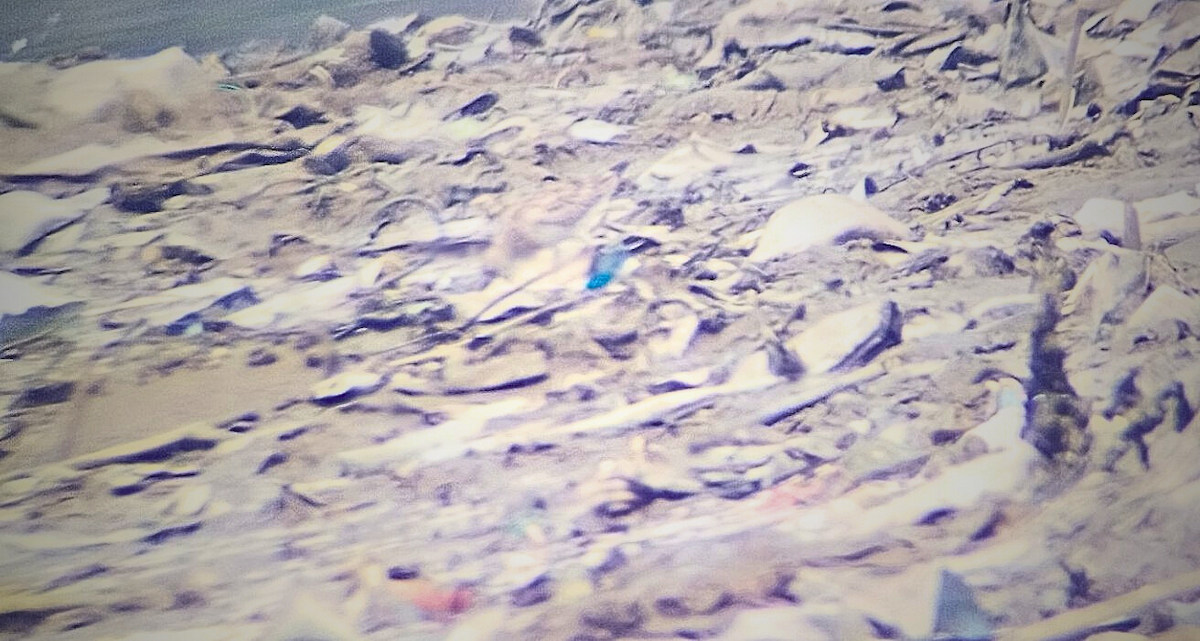 オバシギ属 - ML644452457