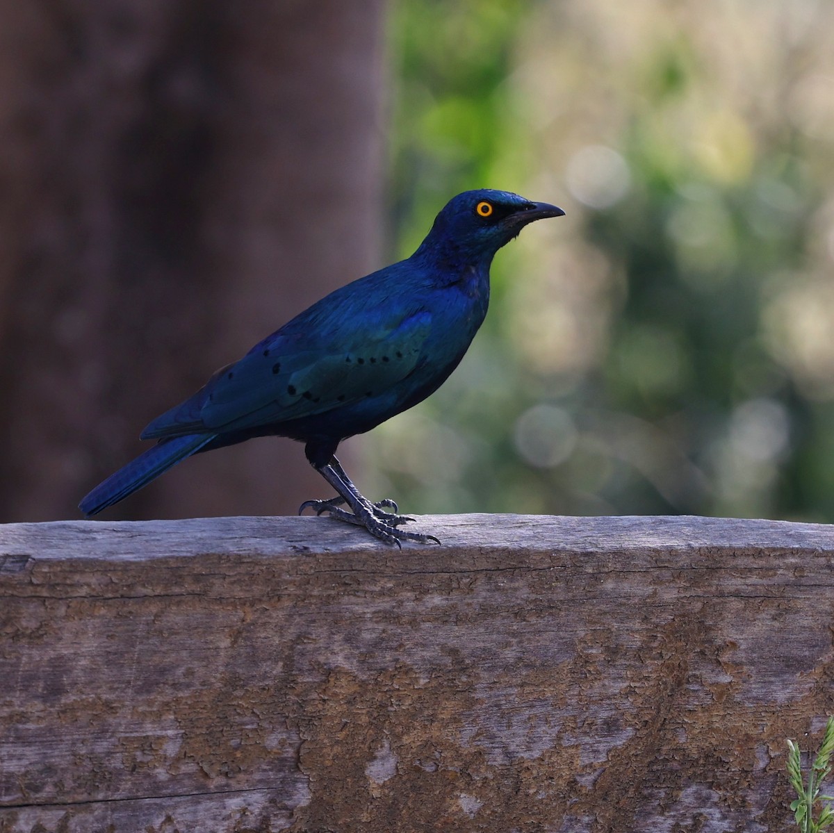 Greater Blue-eared Starling - ML644452463