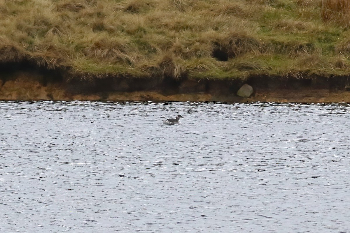 Somormujo Cuellirrojo - ML644452464