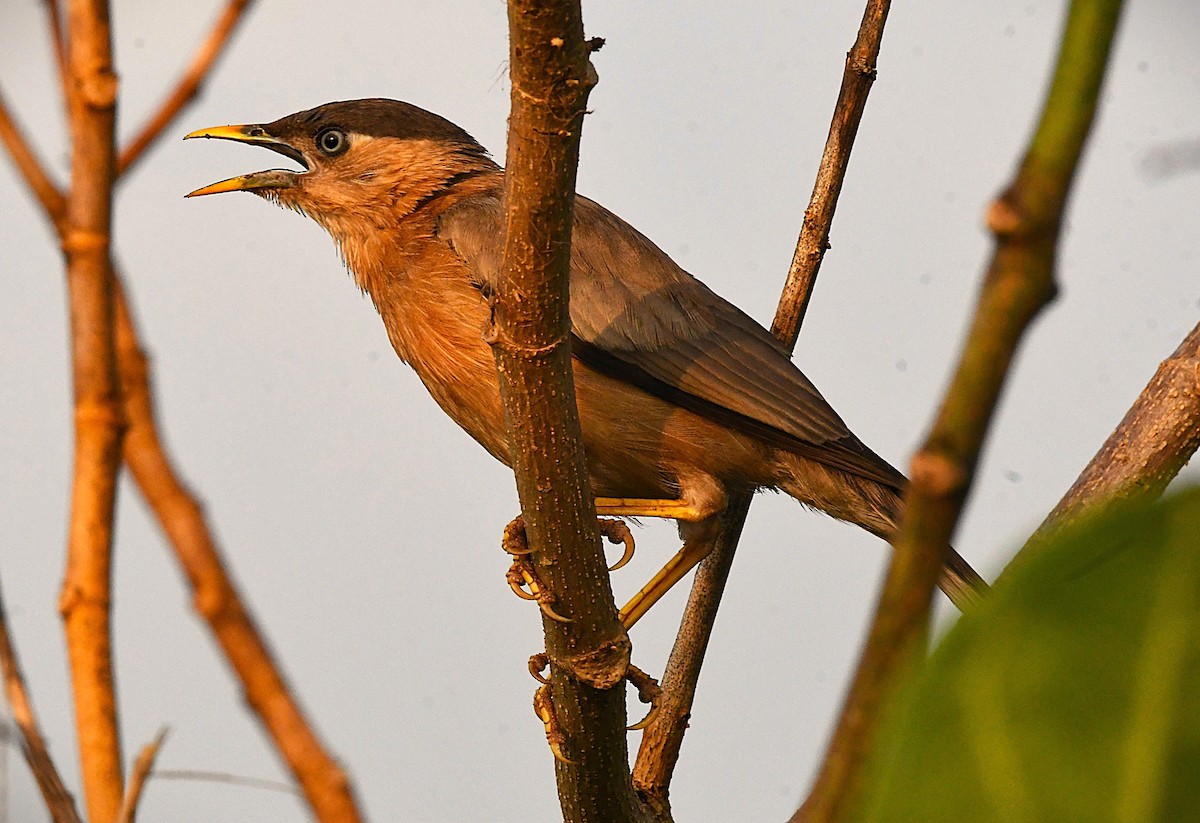 Brahminy Starling - ML644452466