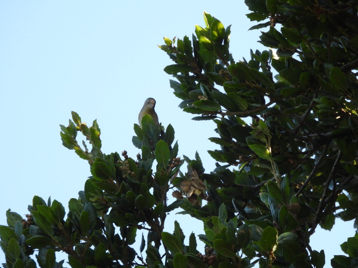 Virginia's Warbler - ML644452467