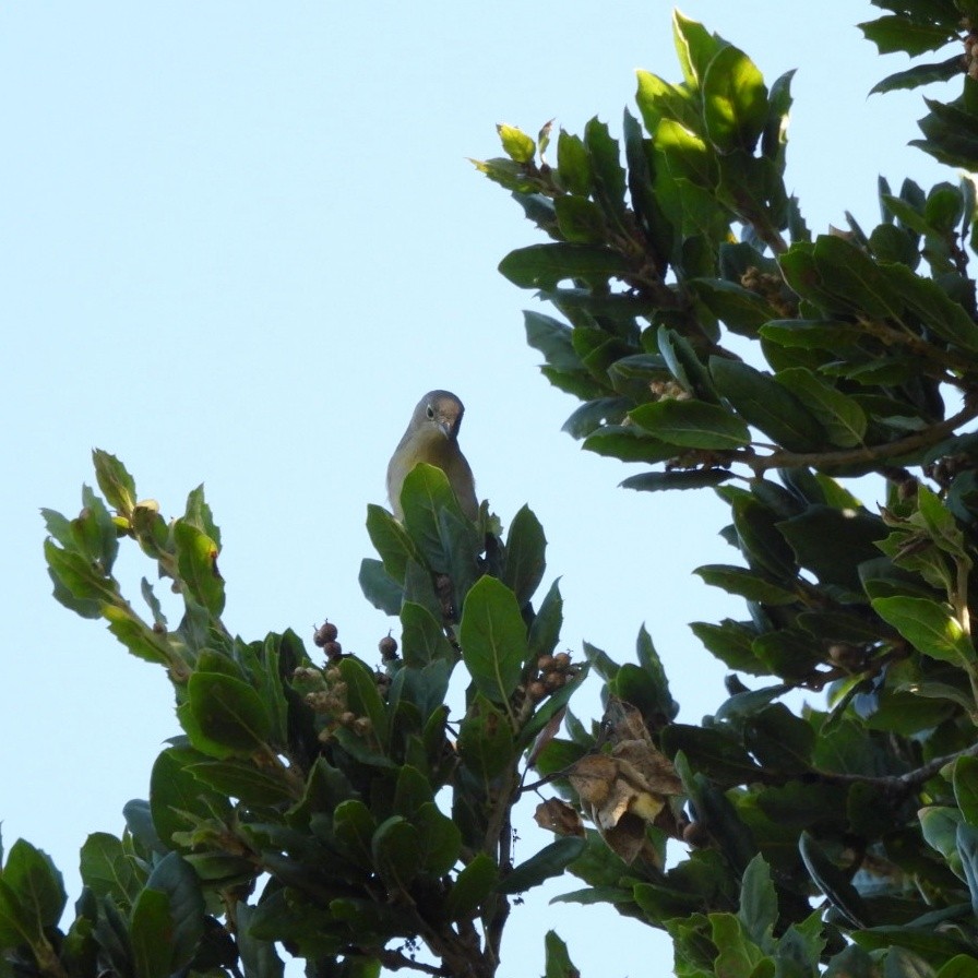 Virginia's Warbler - ML644452468