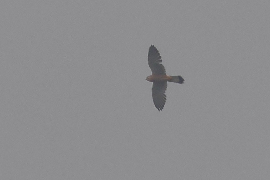 Eurasian Kestrel - ML644452472