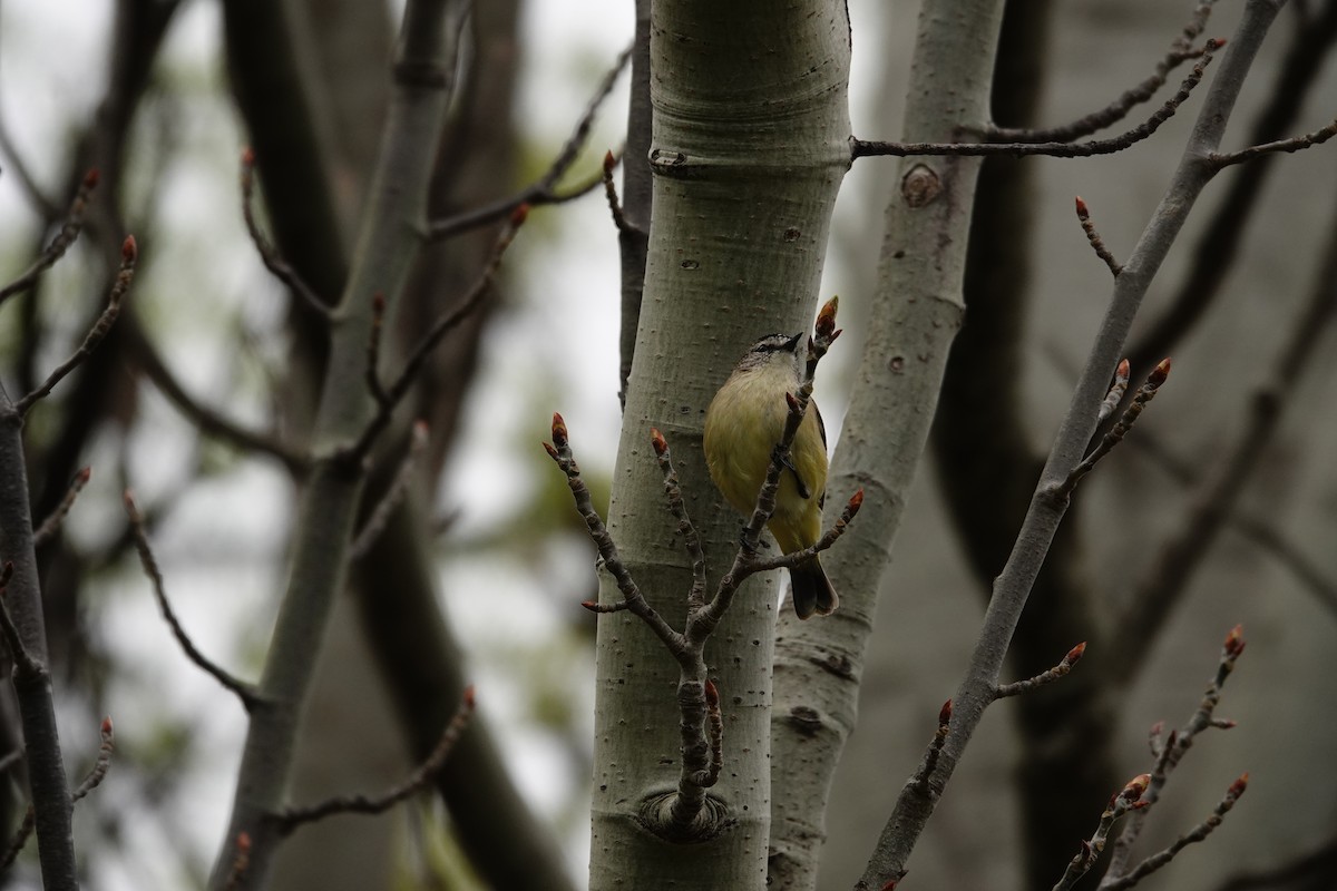 コモントゲハシムシクイ - ML644452474