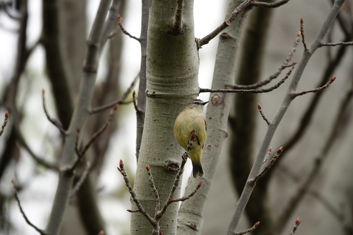 コモントゲハシムシクイ - ML644452475