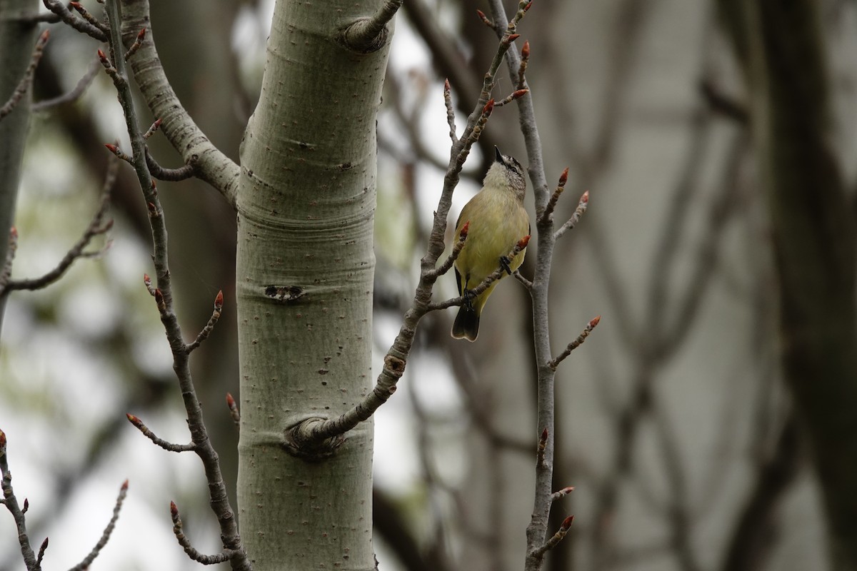 コモントゲハシムシクイ - ML644452476