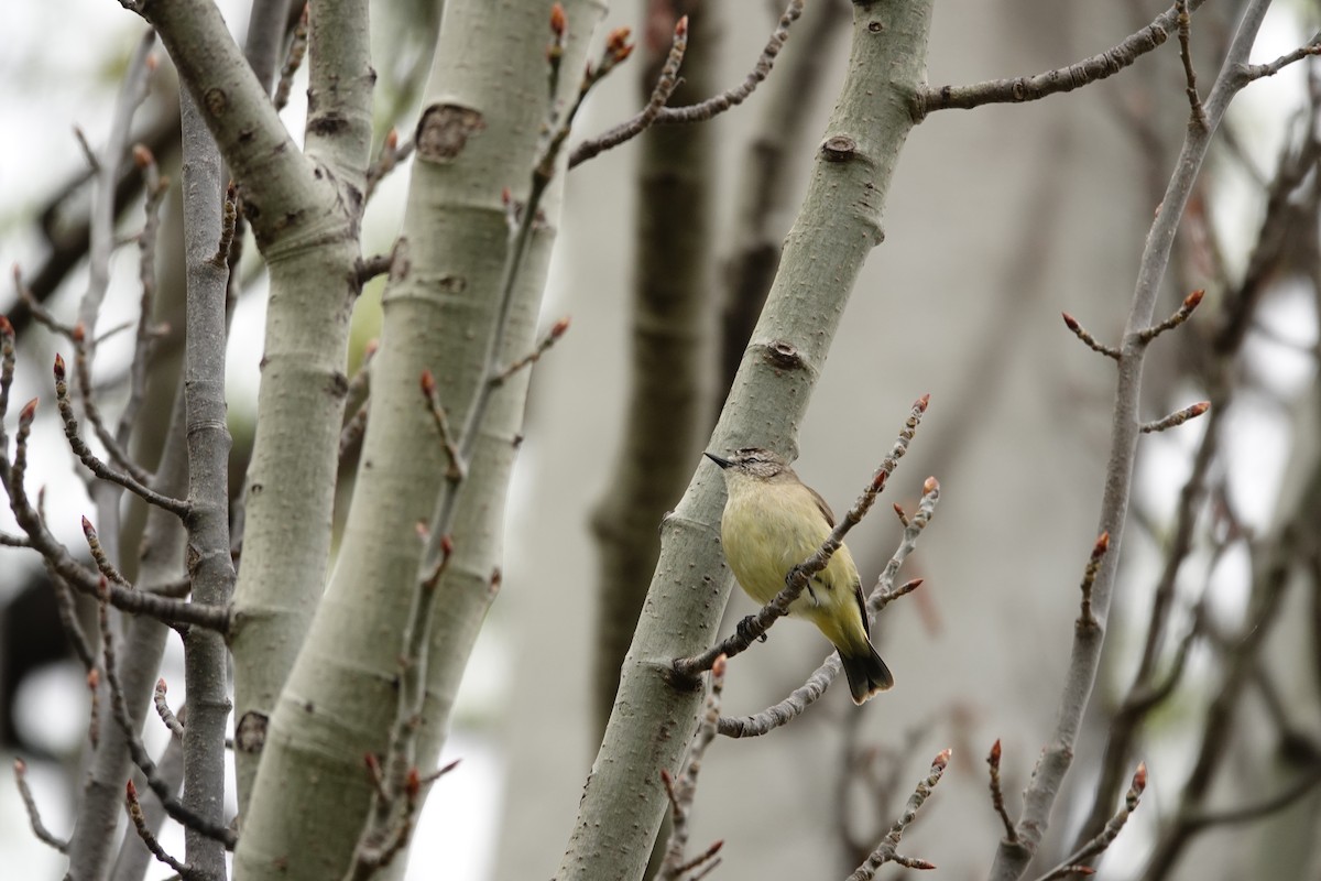 コモントゲハシムシクイ - ML644452477