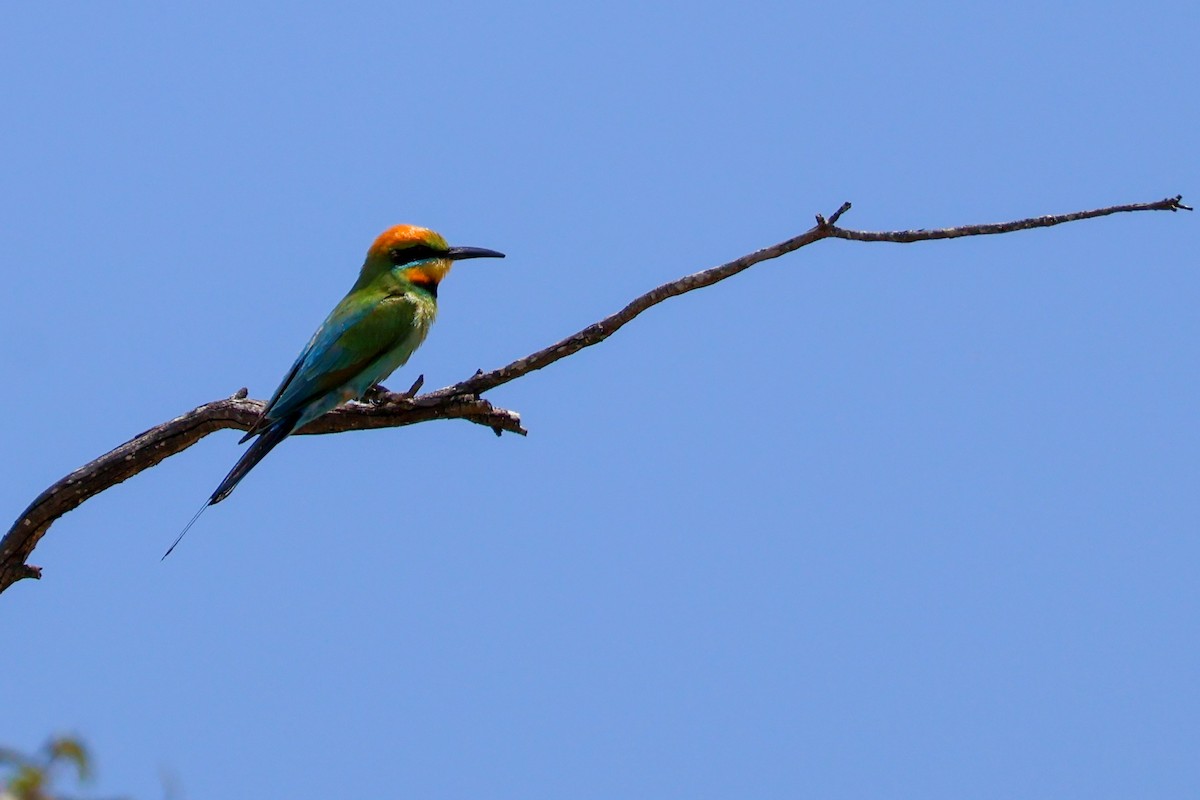 Радужная щурка - ML644452478