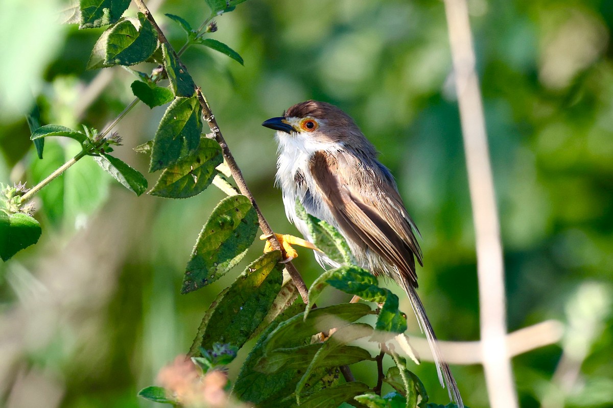 Timalí Ojigualdo - ML644452483