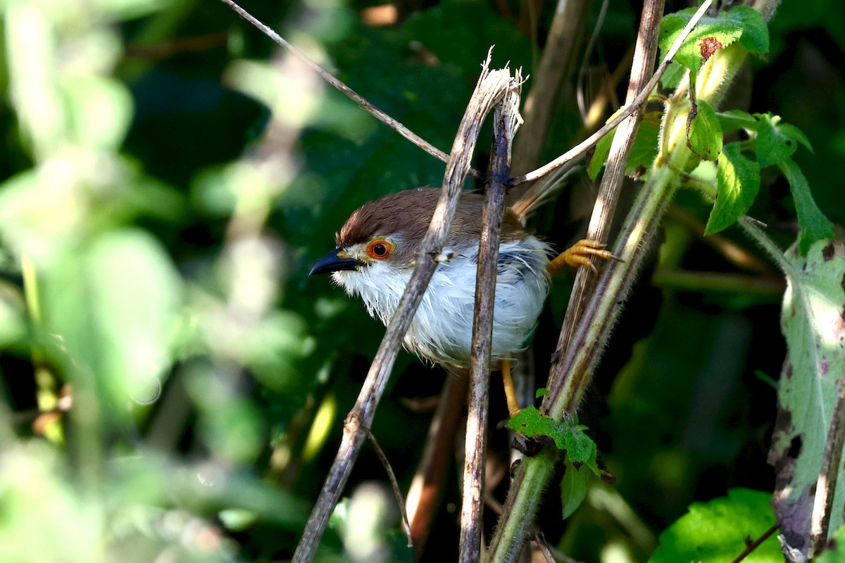 Timalí Ojigualdo - ML644452484