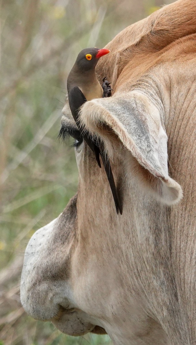 Red-billed Oxpecker - ML644452485
