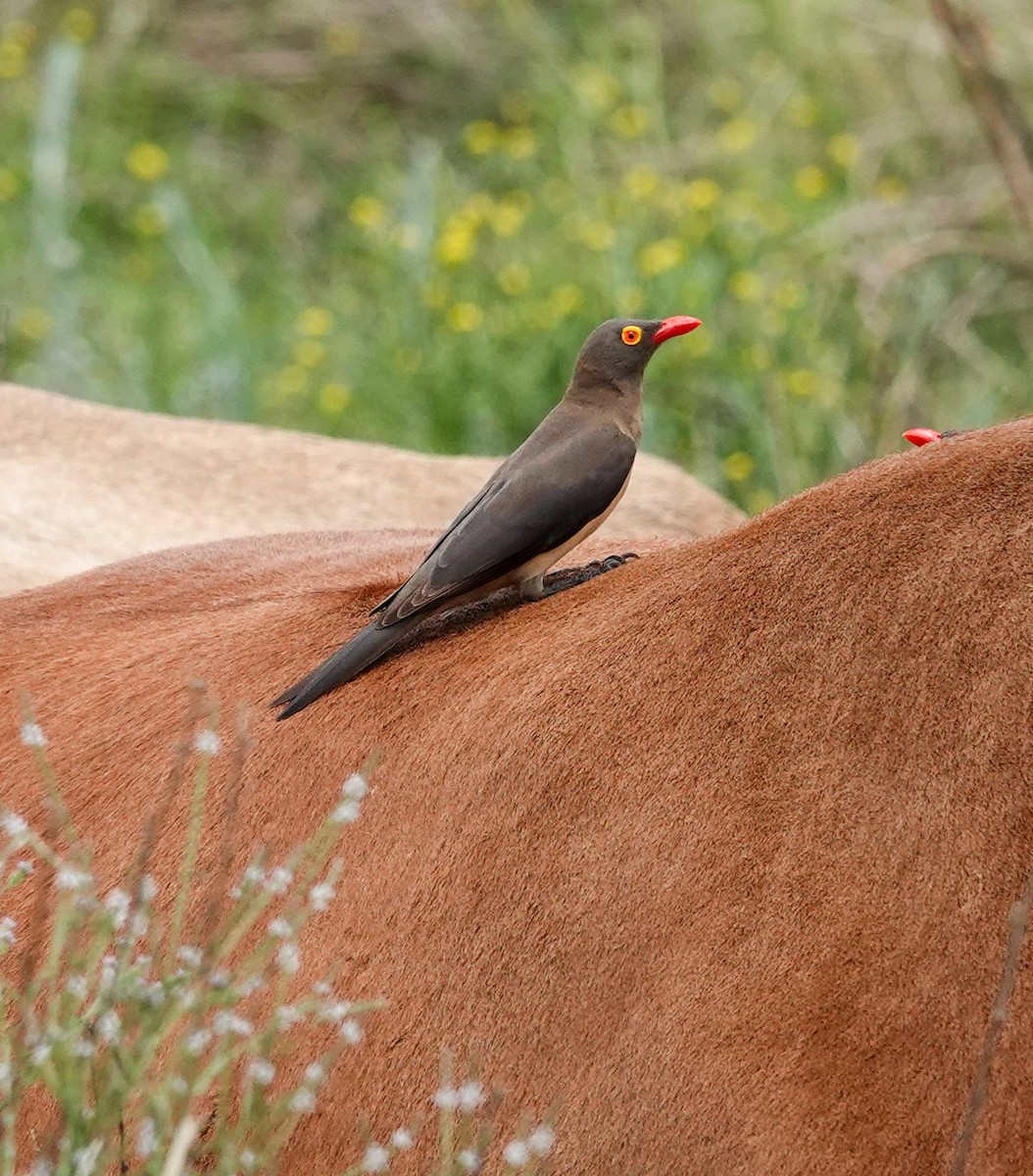 Red-billed Oxpecker - ML644452486
