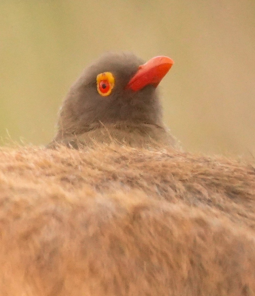 Red-billed Oxpecker - ML644452487