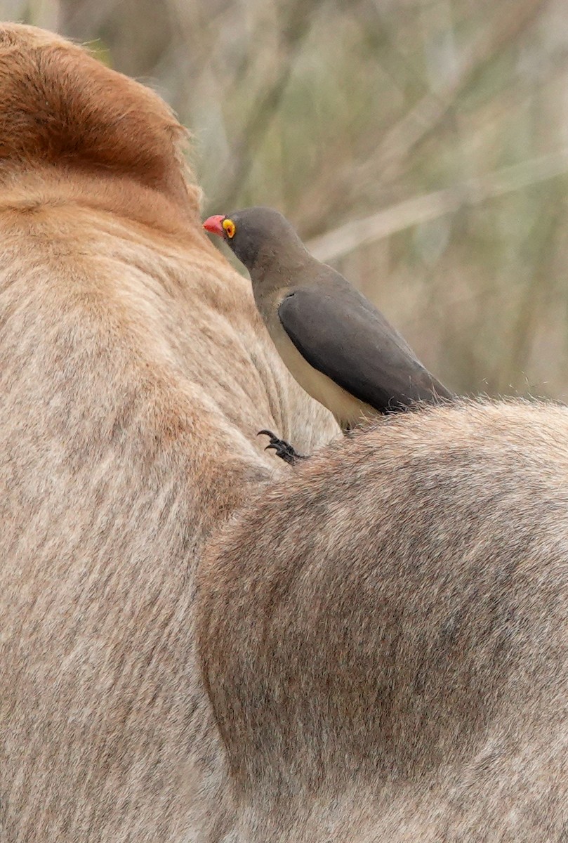 Red-billed Oxpecker - ML644452488