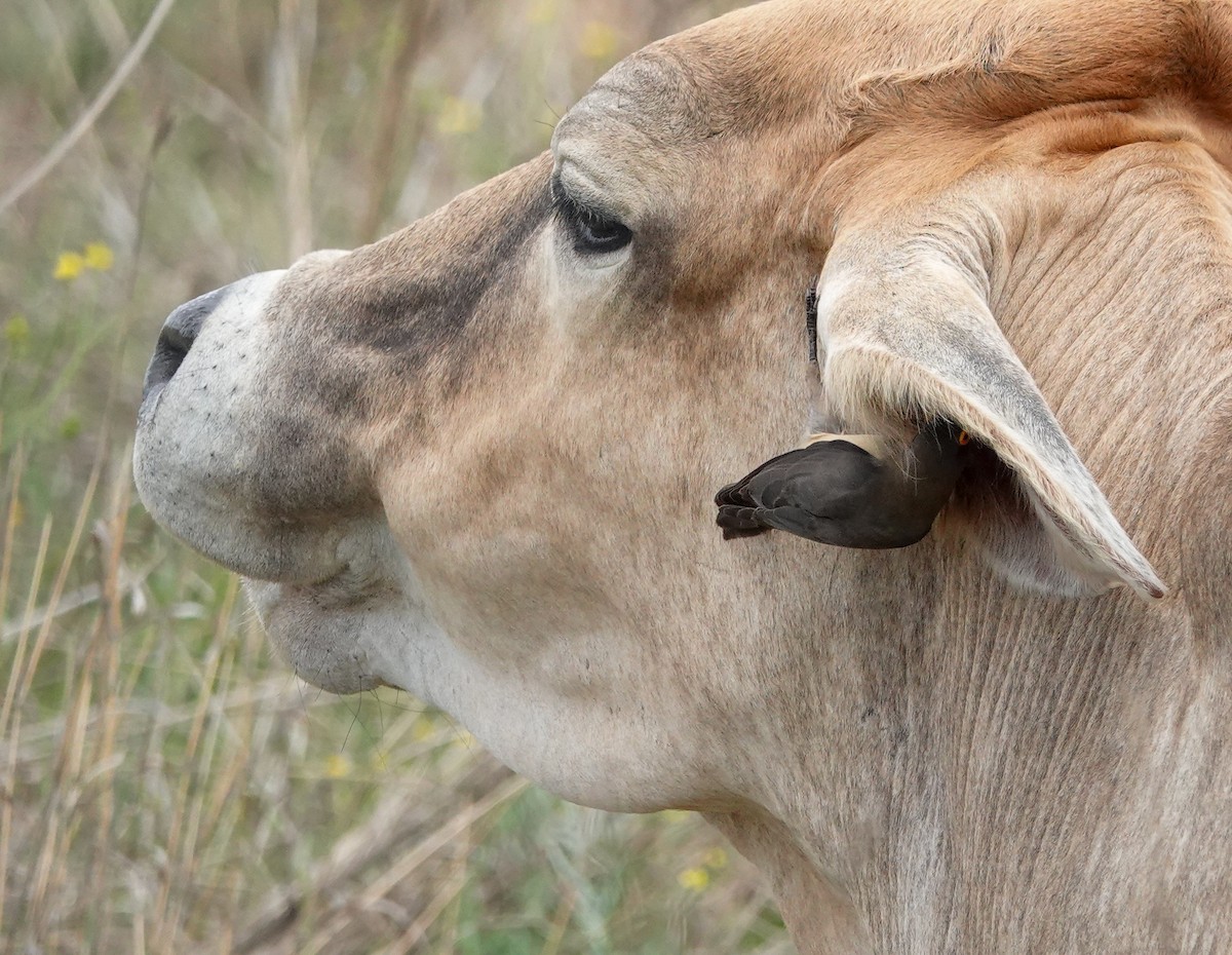 Red-billed Oxpecker - ML644452489