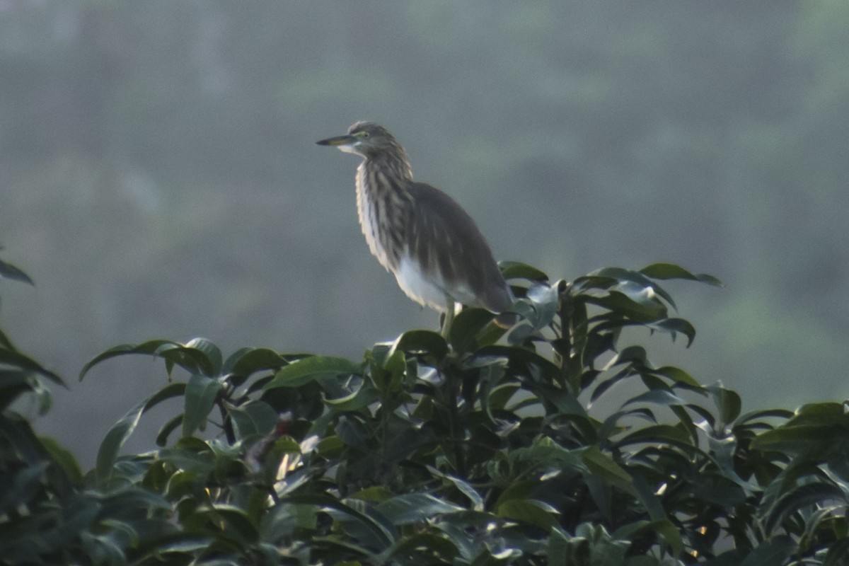 אנפית סוף הודית - ML644452491