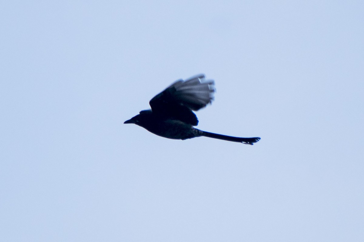 Black Drongo - ML644452499