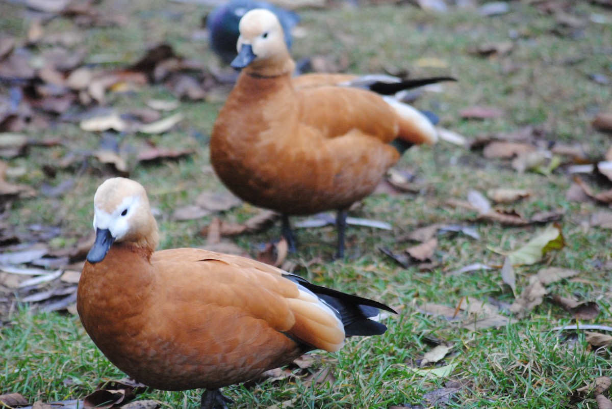 Ruddy Shelduck - ML644452503