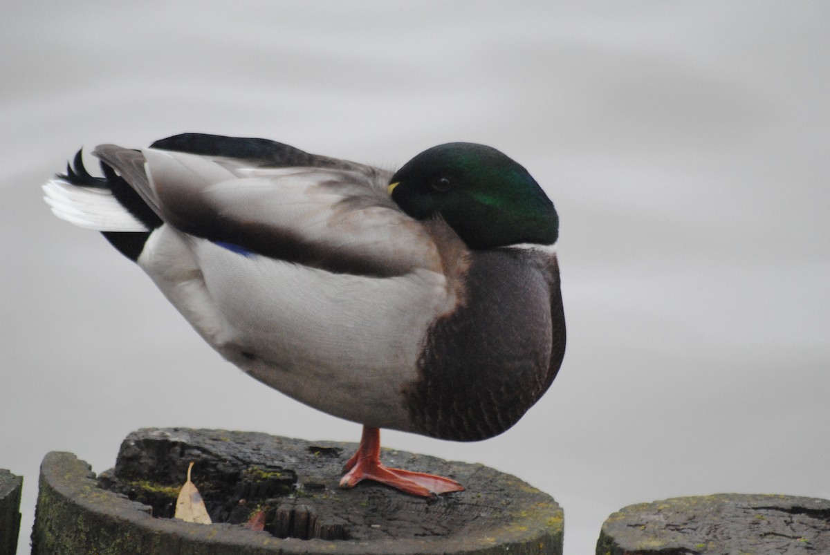 Mallard - ML644452506