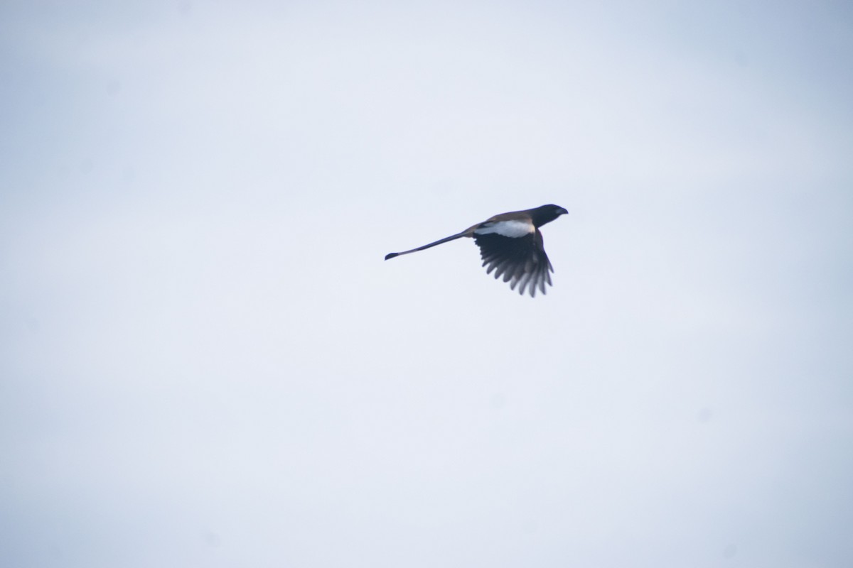 Kızıl Saksağan - ML644452508