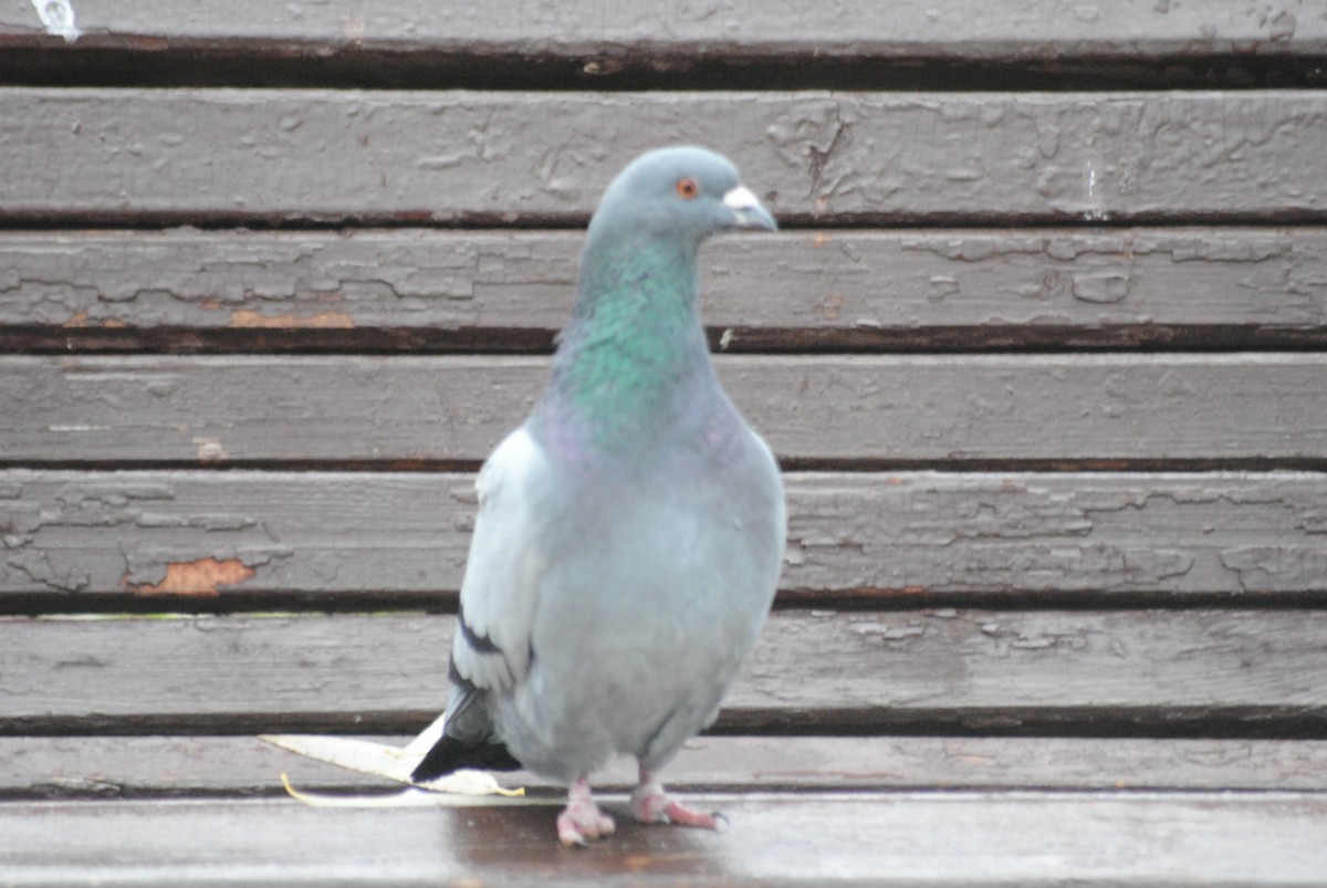 Rock Pigeon (Feral Pigeon) - ML644452511