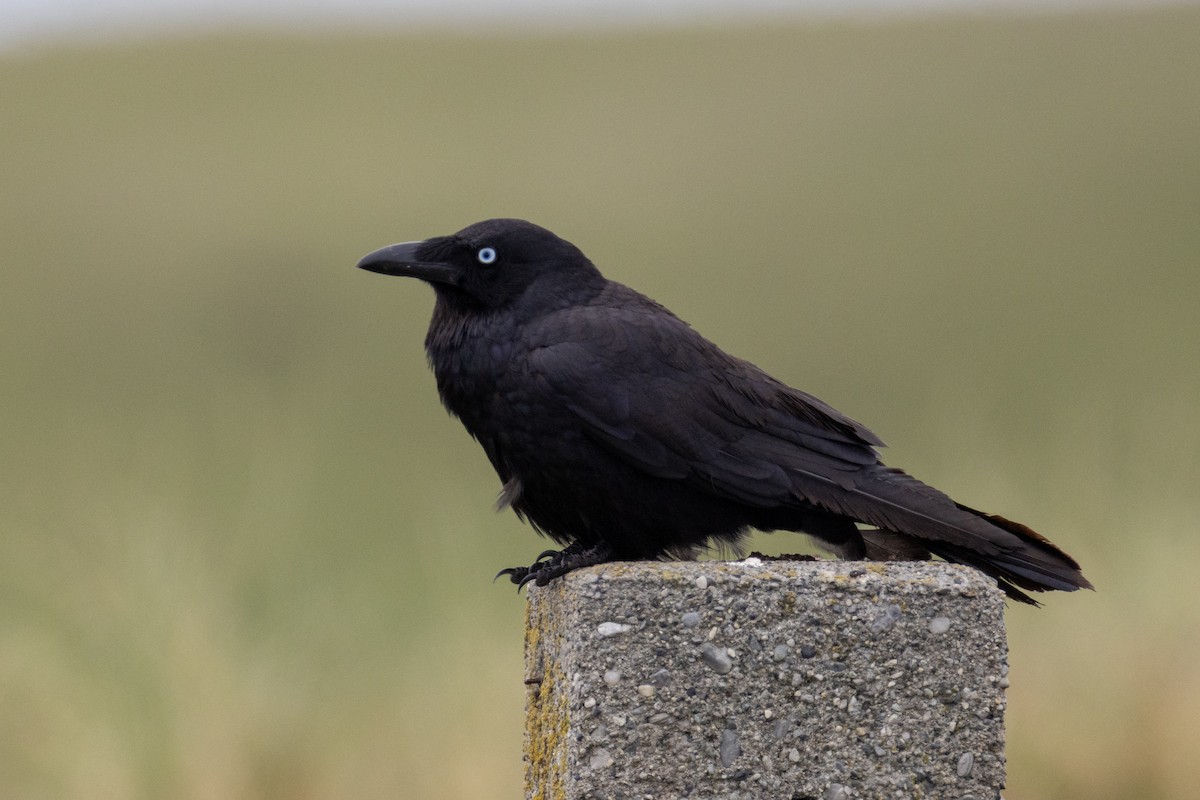 Южноавстралийский ворон - ML644452519